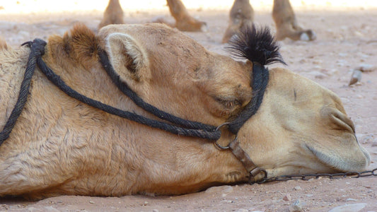 らくだの寝顔