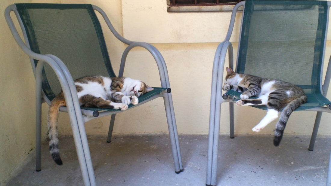 イスタンブールのネコ